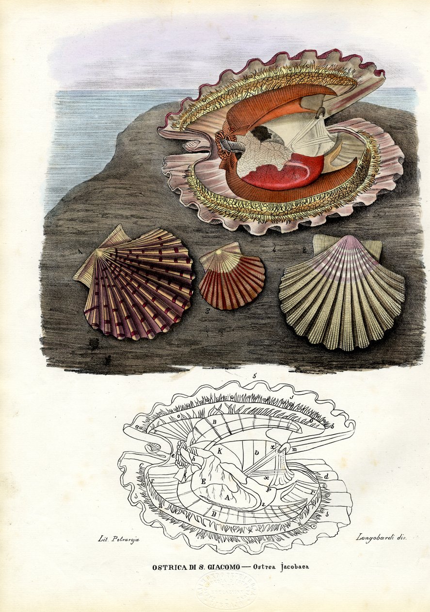 Mušle, 1863-79 od Raimundo Petraroja