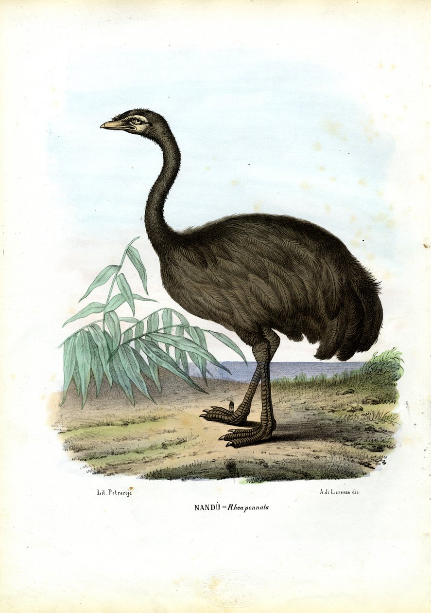 Nandu, 1863-79 od Raimundo Petraroja
