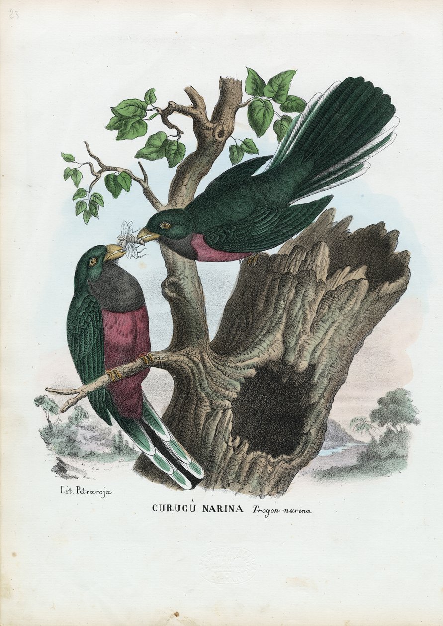 Narina Trogon, 1863-79 od Raimundo Petraroja
