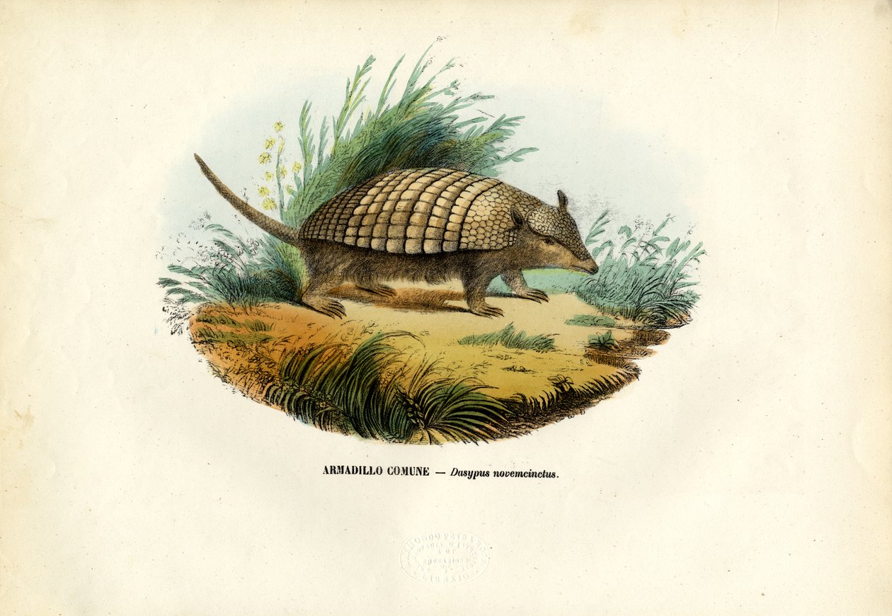 Pásovec devítipásý, 1863-79 od Raimundo Petraroja