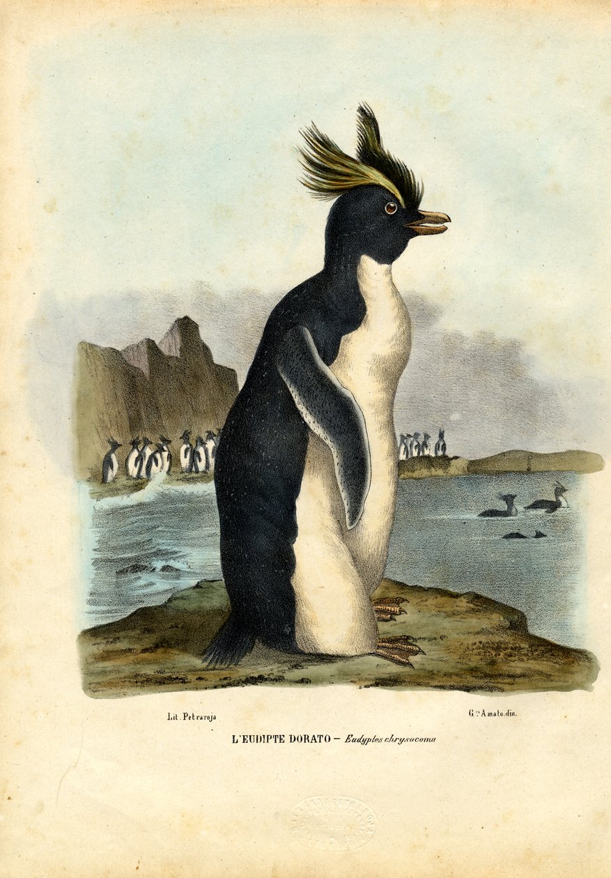 Northern Rockhopper Penguin, 1863-79 od Raimundo Petraroja