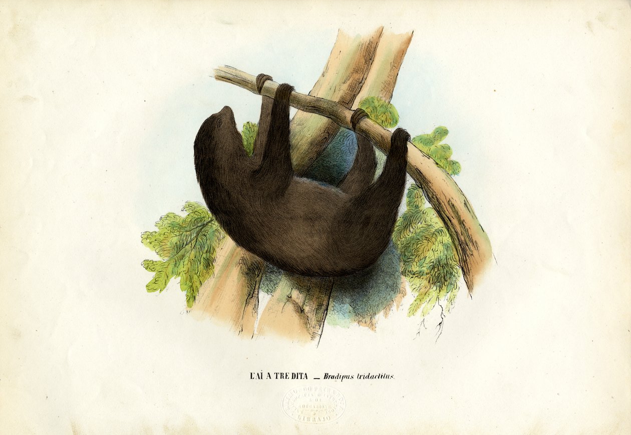 Bledohrdlý lenochod, 1863-79 od Raimundo Petraroja