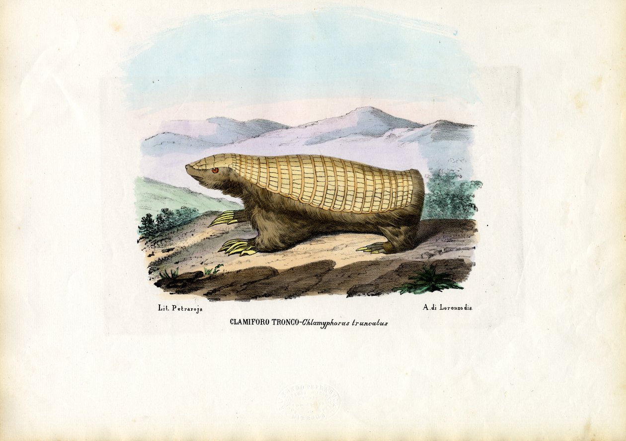 Růžový vílí pásovec, 1863-79 od Raimundo Petraroja