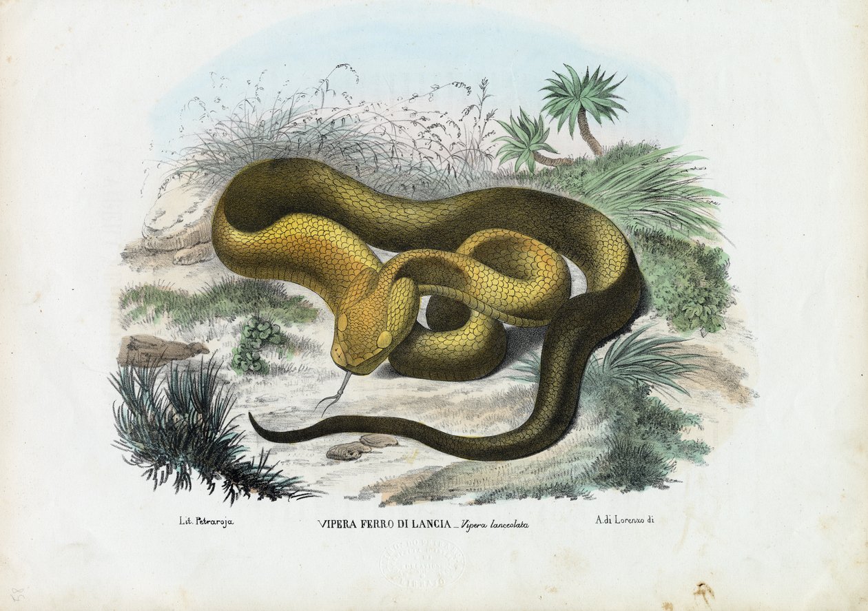 Pit Viper, 1863-79 od Raimundo Petraroja
