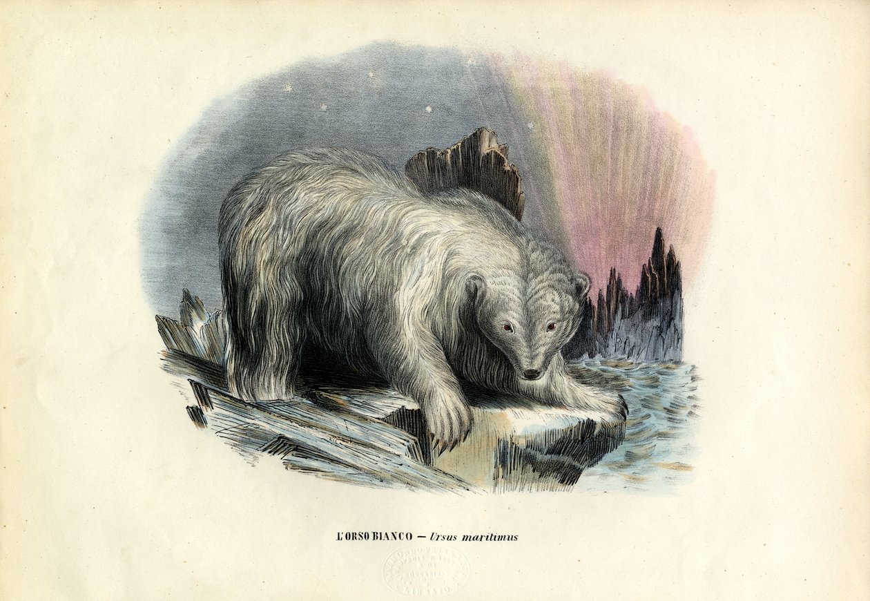 Lední medvěd, 1863-79 od Raimundo Petraroja