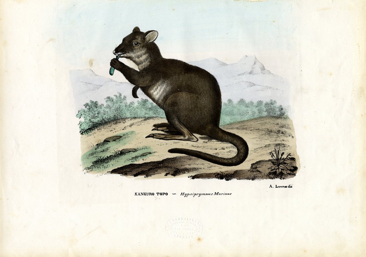 Potoru, 1863-79 od Raimundo Petraroja