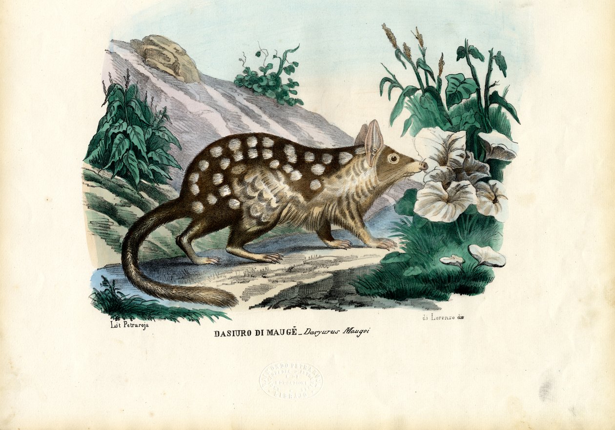 Quoll, 1863-79 od Raimundo Petraroja