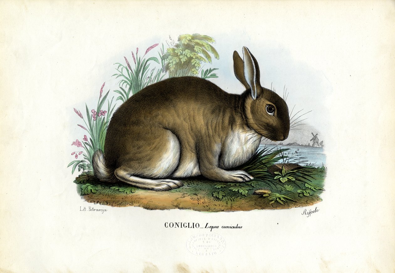 Králík, 1863-79 od Raimundo Petraroja