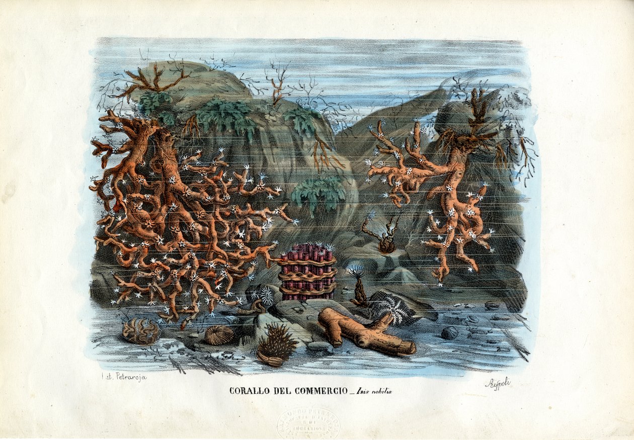 Červené korály Isis, 1863-79 od Raimundo Petraroja