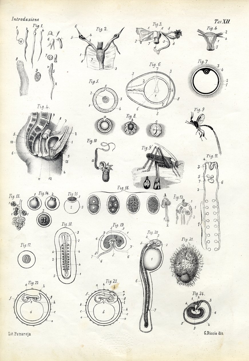 Rozmnožovací orgán, 1863-79 od Raimundo Petraroja
