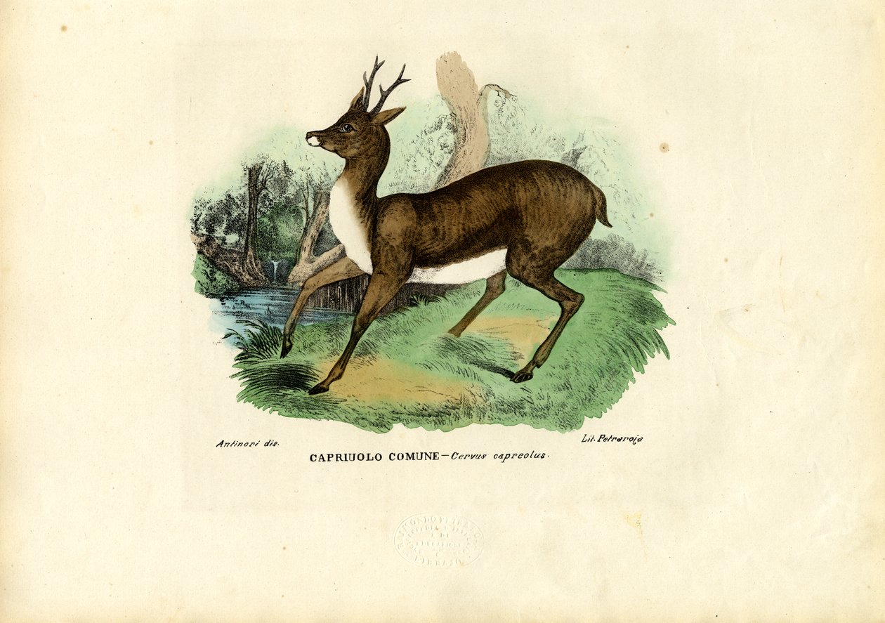 Srnčí, 1863-79 od Raimundo Petraroja