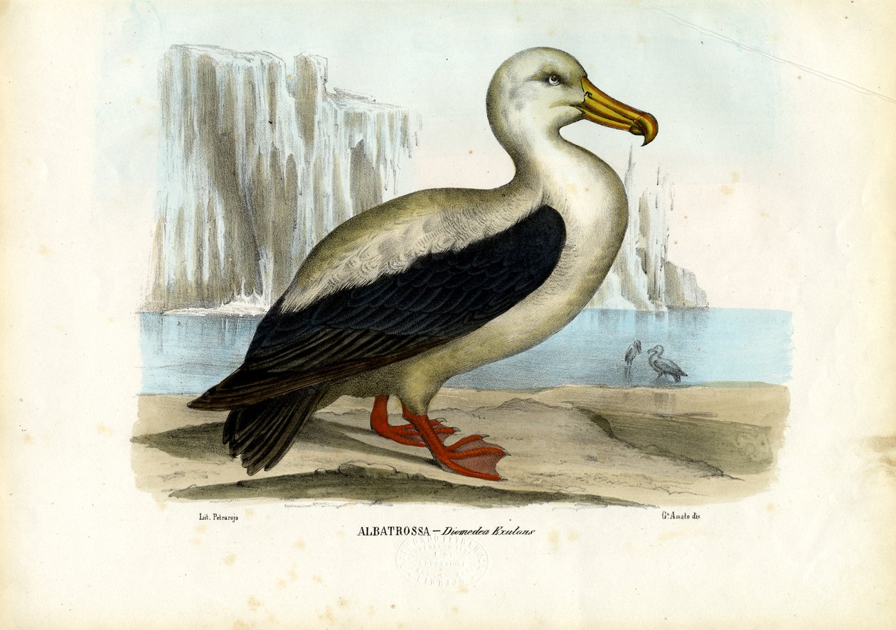 Královský albatros, 1863-79 od Raimundo Petraroja