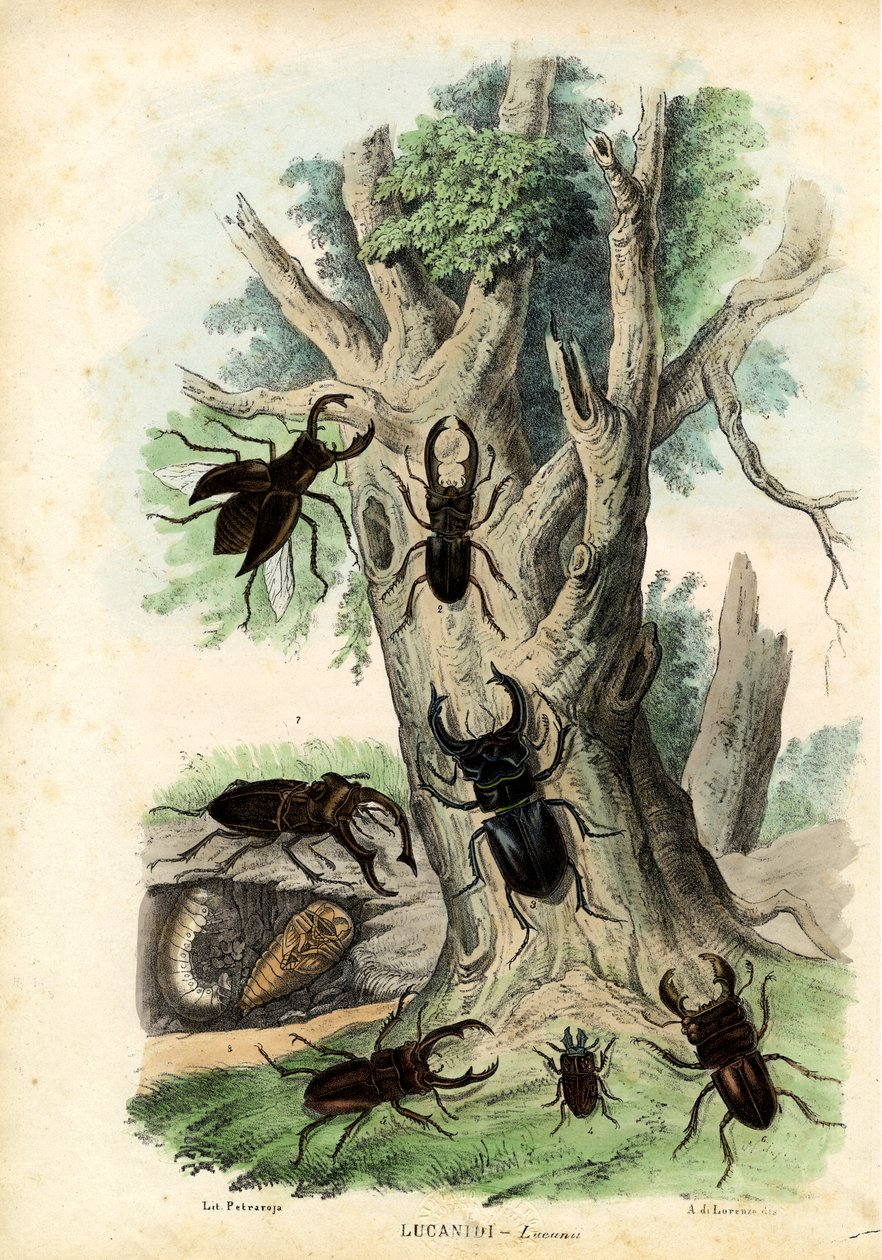 Scarab Brouci, 1863-79 od Raimundo Petraroja
