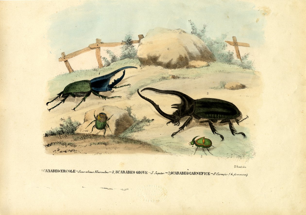 Scarab Brouci, 1863-79 od Raimundo Petraroja