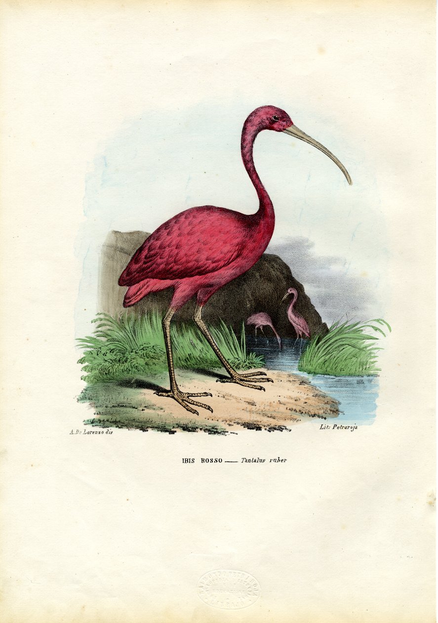 Ibis šarlatový, 1863-79 od Raimundo Petraroja