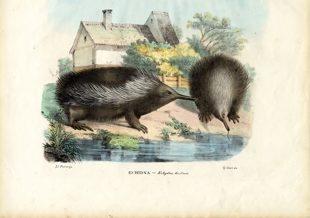 Echidna krátkozobá, 1863-79 od Raimundo Petraroja
