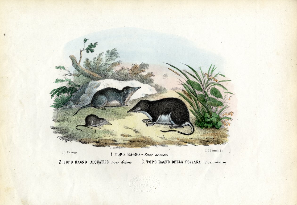 Shrew, 1863-79 od Raimundo Petraroja