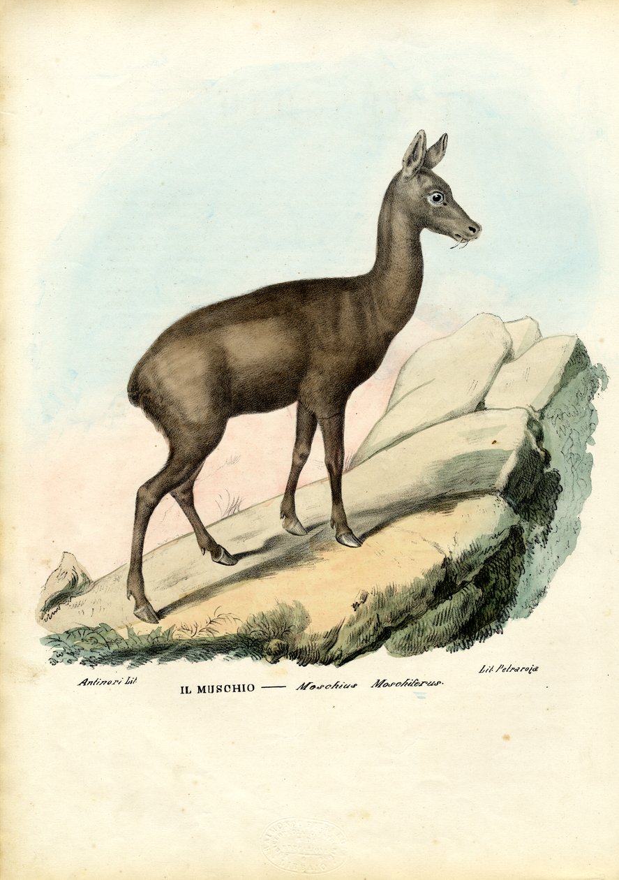 Pižmový jelen sibiřský, 1863-79 od Raimundo Petraroja