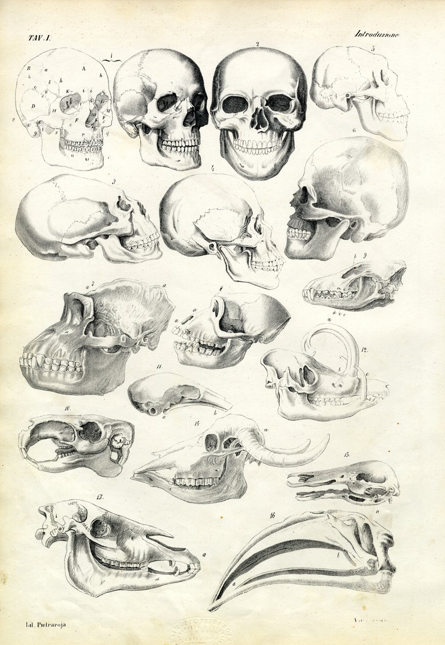 Lebky, 1863-79 od Raimundo Petraroja