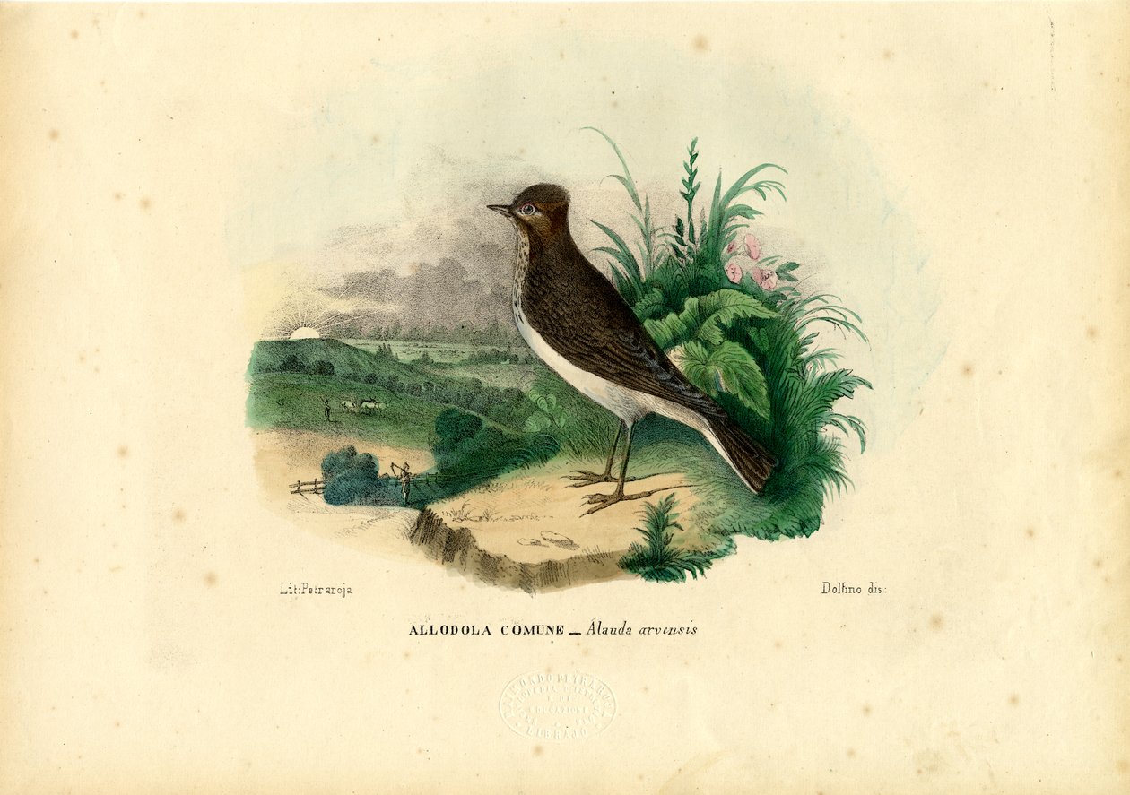 Mrakoplaš, 1863-79 od Raimundo Petraroja