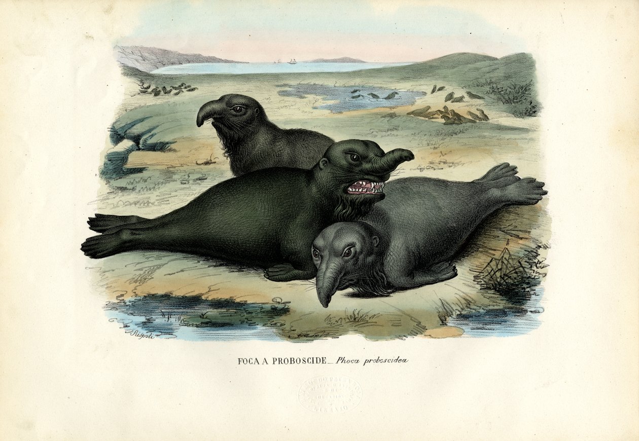 Jižní Elaphant Seal, 1863-79 od Raimundo Petraroja