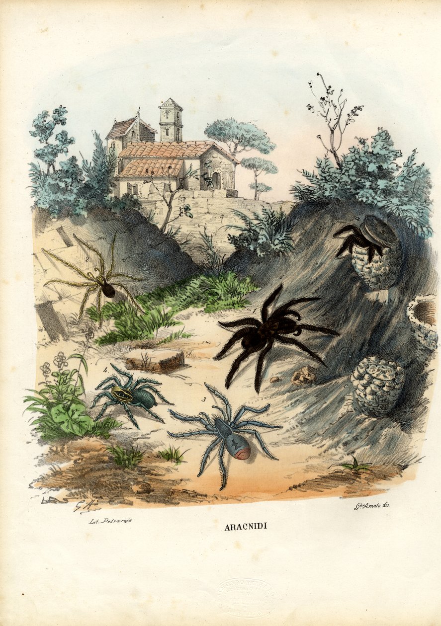 Pavouci, 1863-79 od Raimundo Petraroja