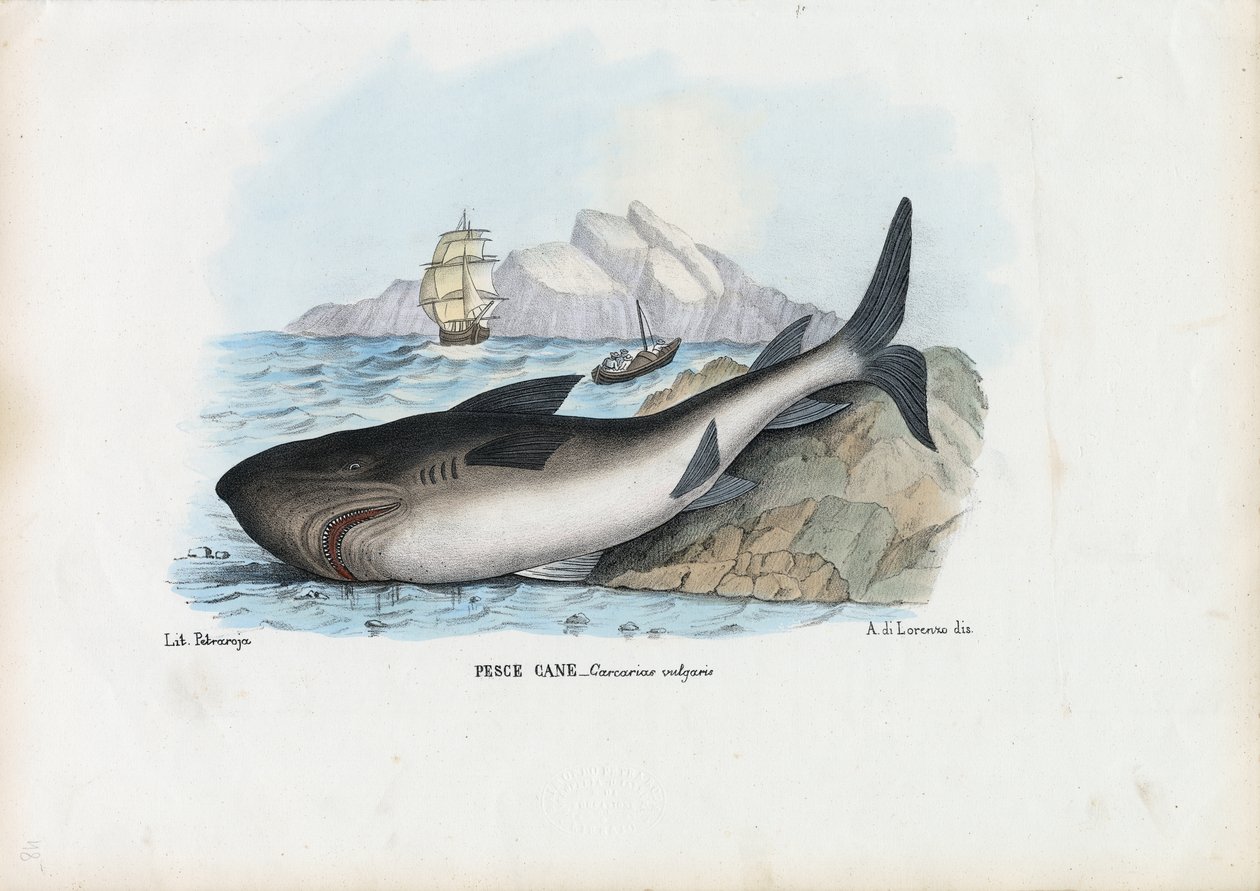 Dogfish ostnatý, 1863-79 od Raimundo Petraroja