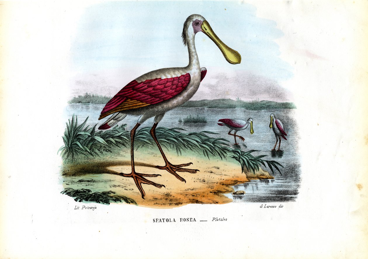 Spoonbill, 1863-79 od Raimundo Petraroja