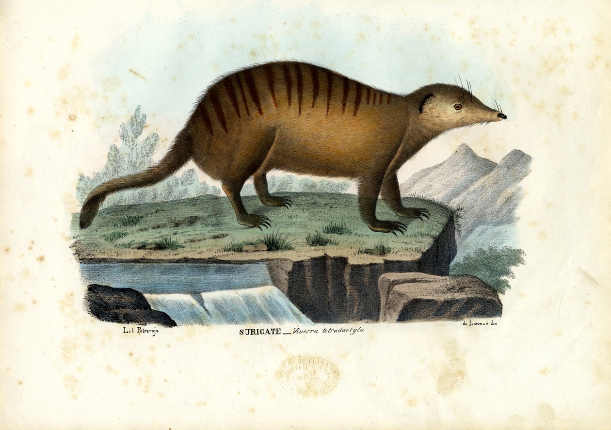 Suricate, 1863-79 od Raimundo Petraroja
