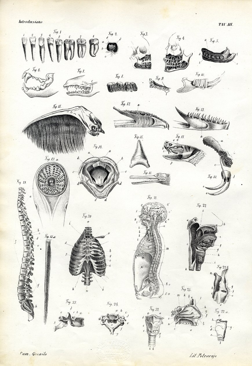 Zuby, 1863-79 od Raimundo Petraroja
