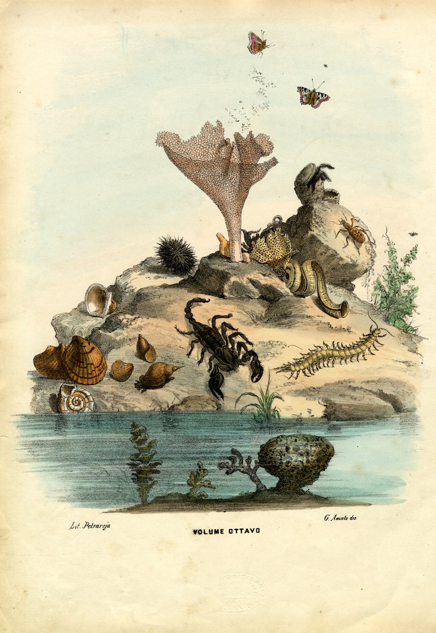 Titulní strana, 1863-79 od Raimundo Petraroja