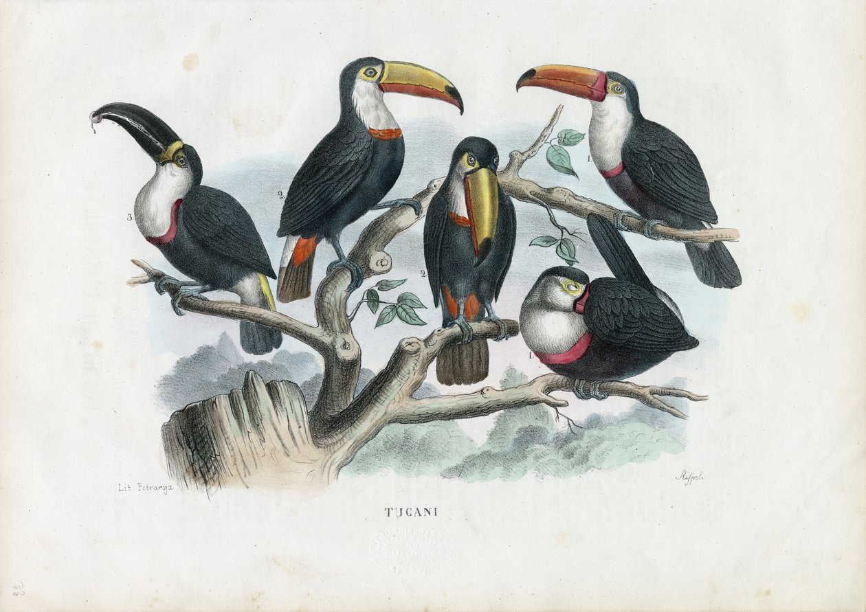 Tukani, 1863-79 od Raimundo Petraroja