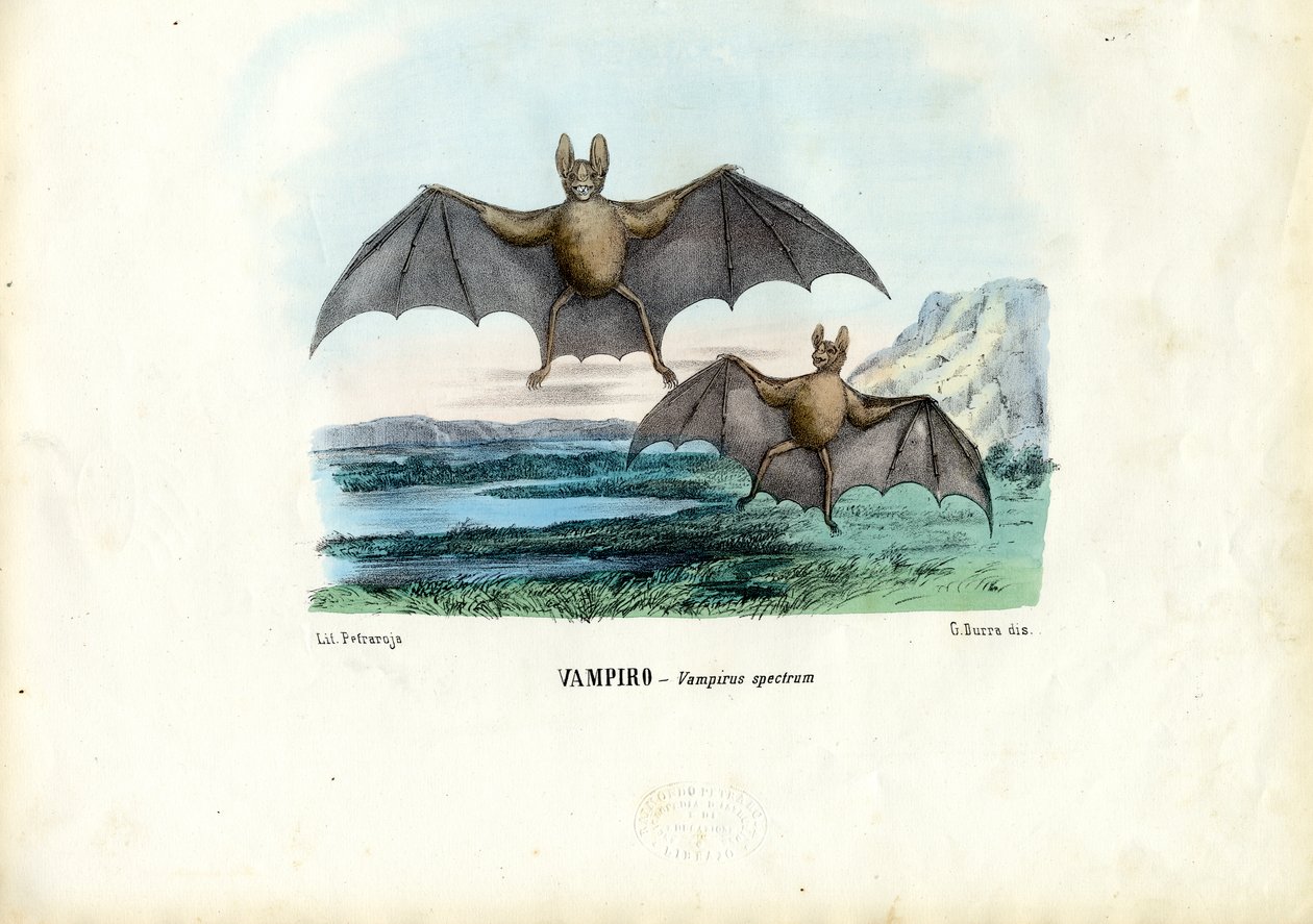 Vampire Bat, 1863-79 od Raimundo Petraroja