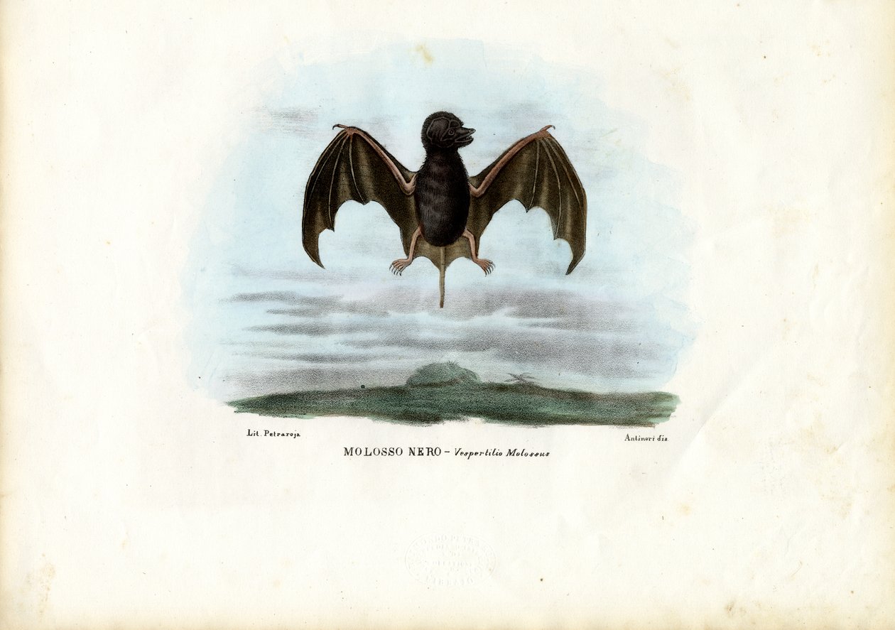 Sametový netopýr bezocasý, 1863-79 od Raimundo Petraroja