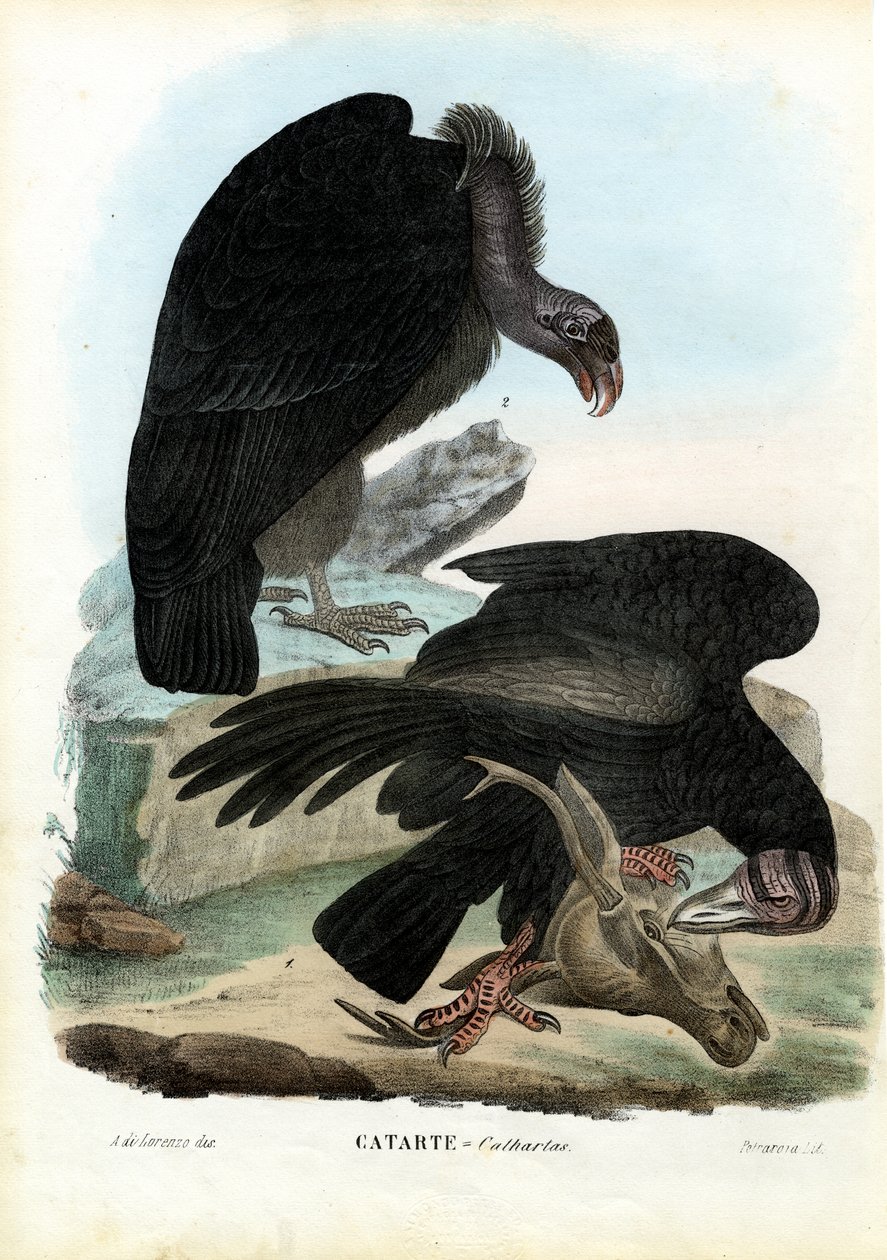 Supi, 1863-79 od Raimundo Petraroja