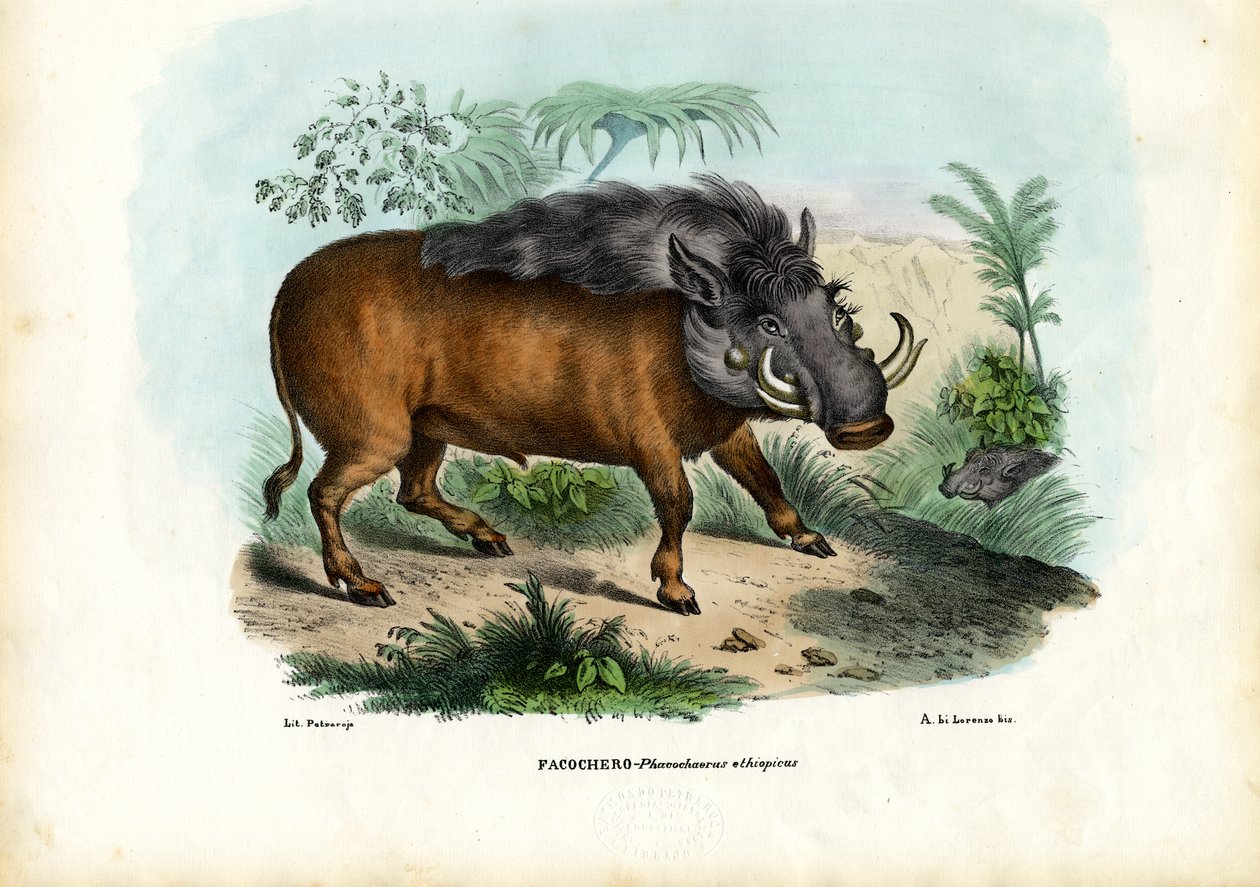 Warthog, 1863-79 od Raimundo Petraroja