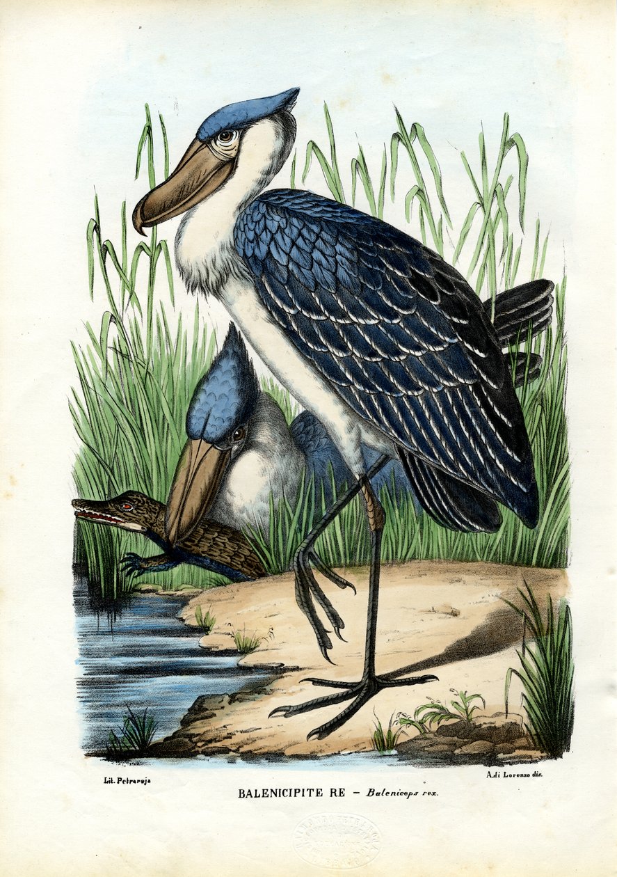 Velrybí hlava, 1863-79 od Raimundo Petraroja