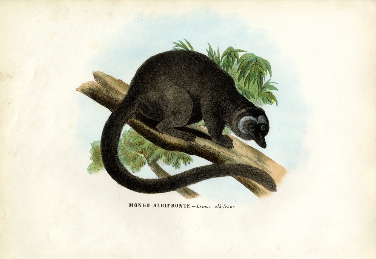 Lemur hnědohlavý, 1863-79 od Raimundo Petraroja