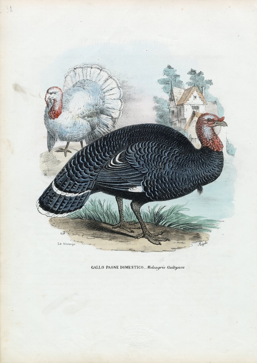 Divoký krocan, 1863-79 od Raimundo Petraroja