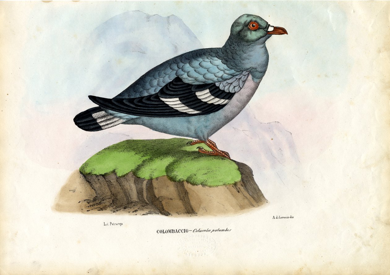 Holub hřivnáč, 1863-79 od Raimundo Petraroja