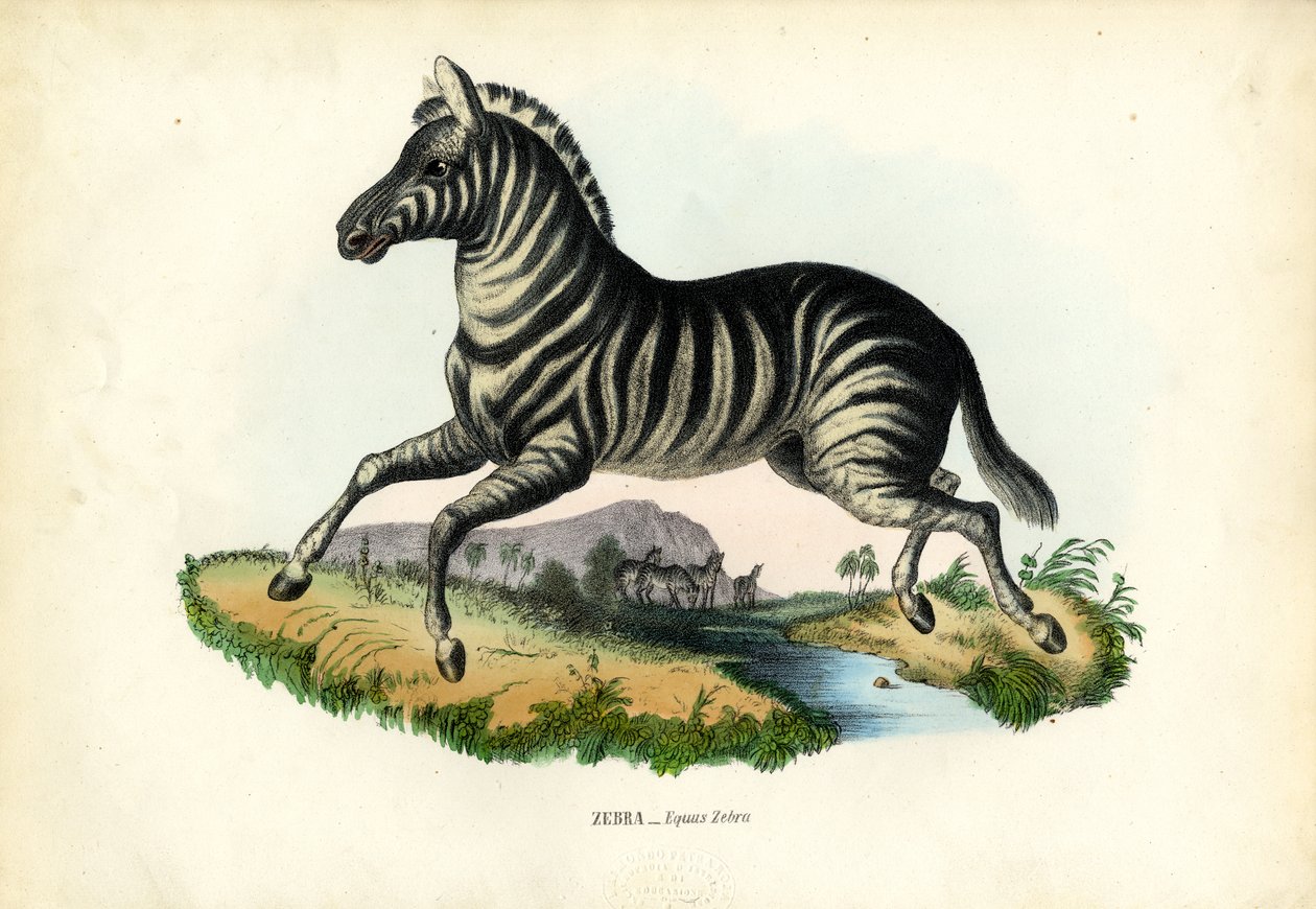 Zebra, 1863-79 od Raimundo Petraroja