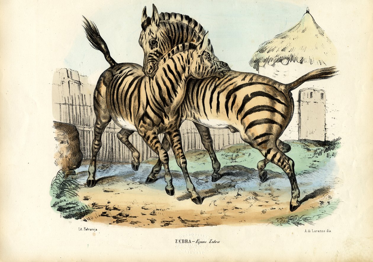 Zebra, 1863-79 od Raimundo Petraroja