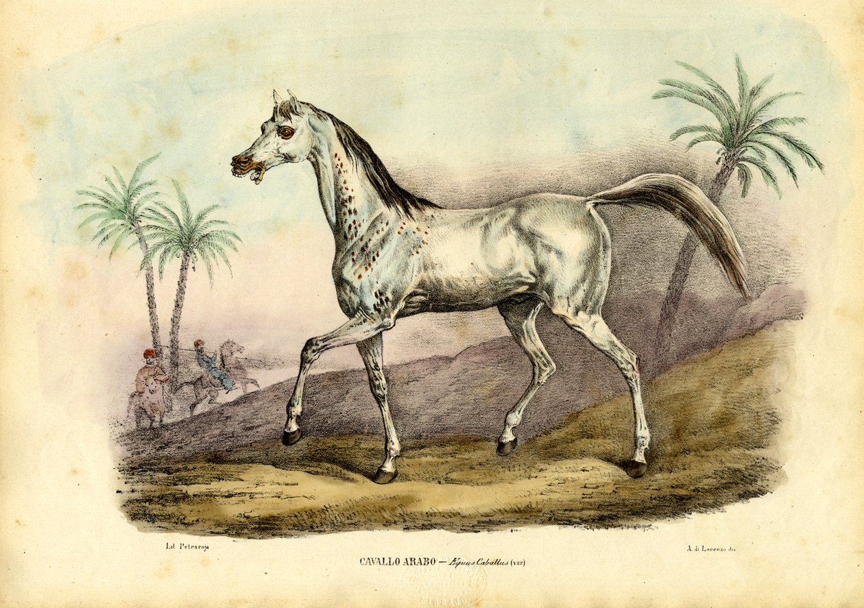 Arabský kůň, 1863-79 od Raimundo Petraroja