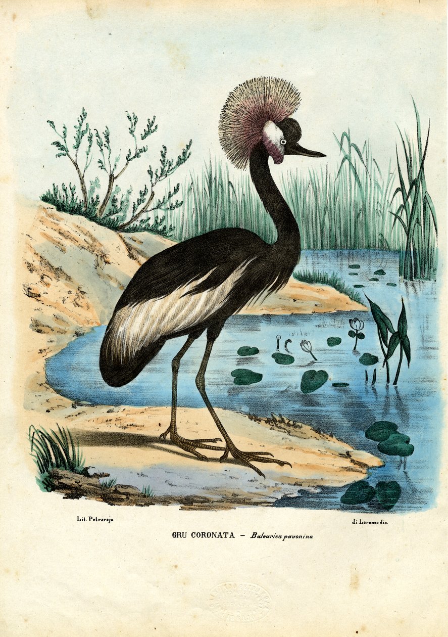 Jeřáb černokorunný, 1863-79 od Raimundo Petraroja
