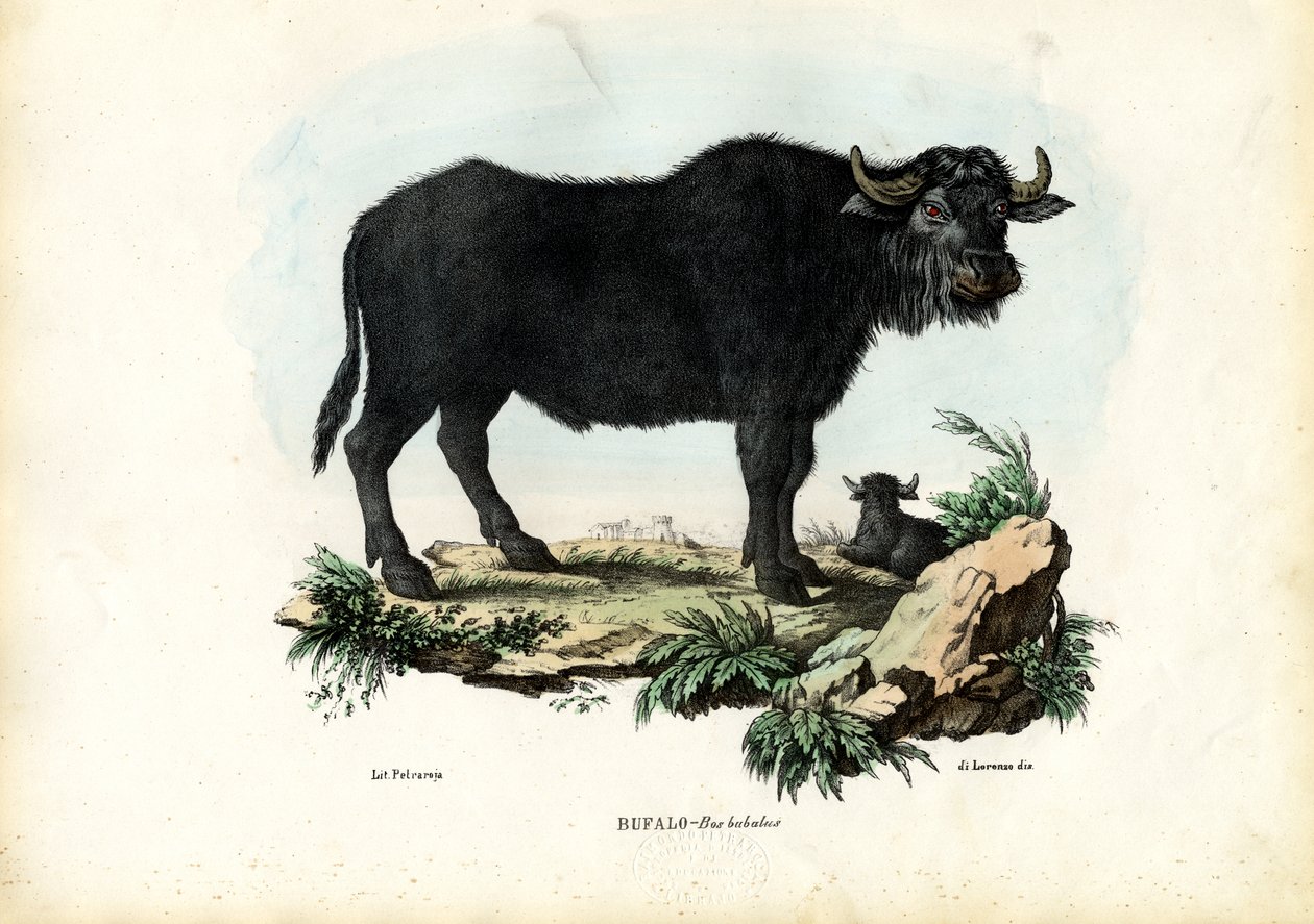 Buffalo, 1863-79 od Raimundo Petraroja