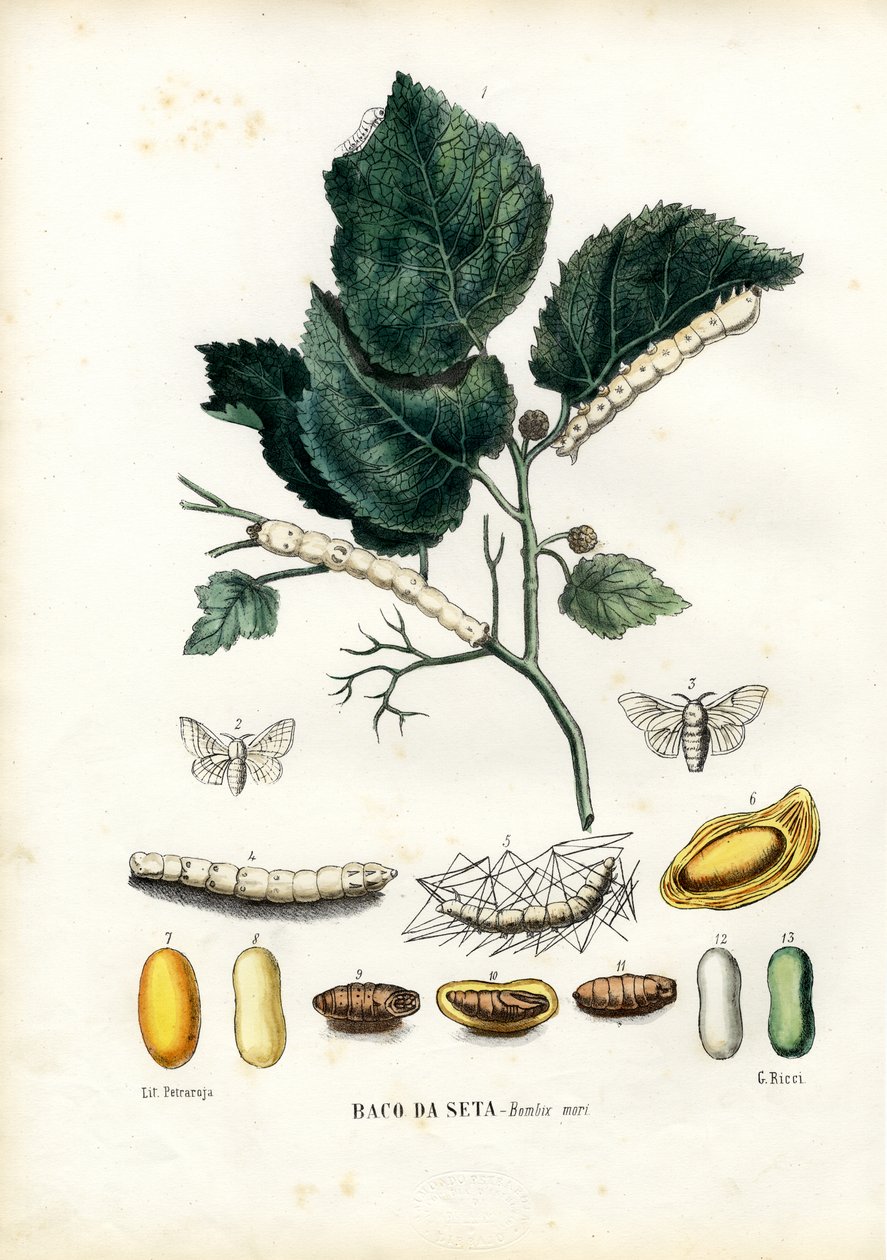 Motýli, 1863-79 od Raimundo Petraroja
