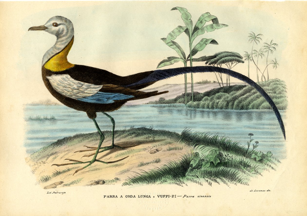 Čínská Jacana, 1863-79 od Raimundo Petraroja