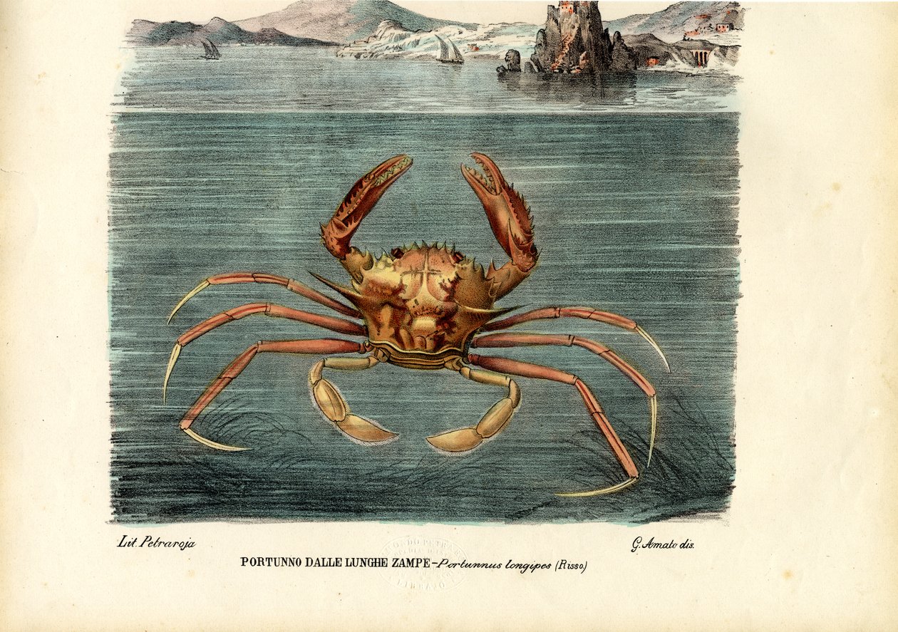 Korýši, 1863-79 od Raimundo Petraroja