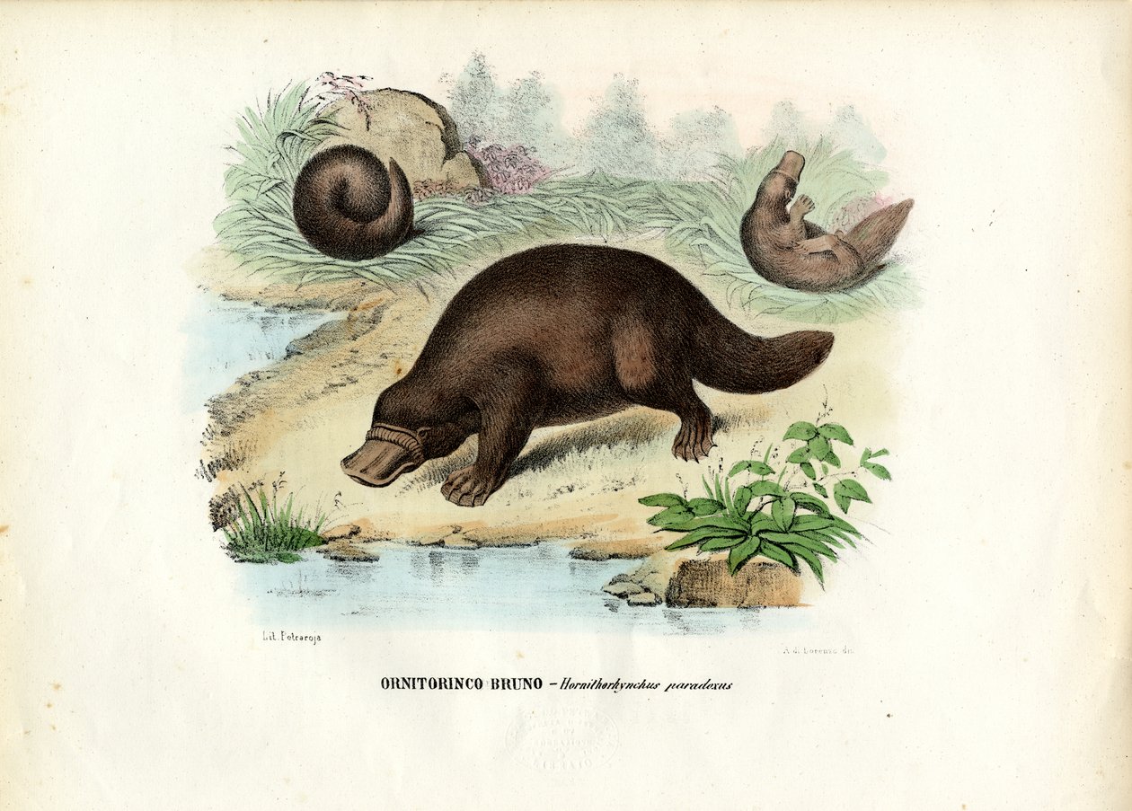 Platypus kachnozobý, 1863-79 od Raimundo Petraroja