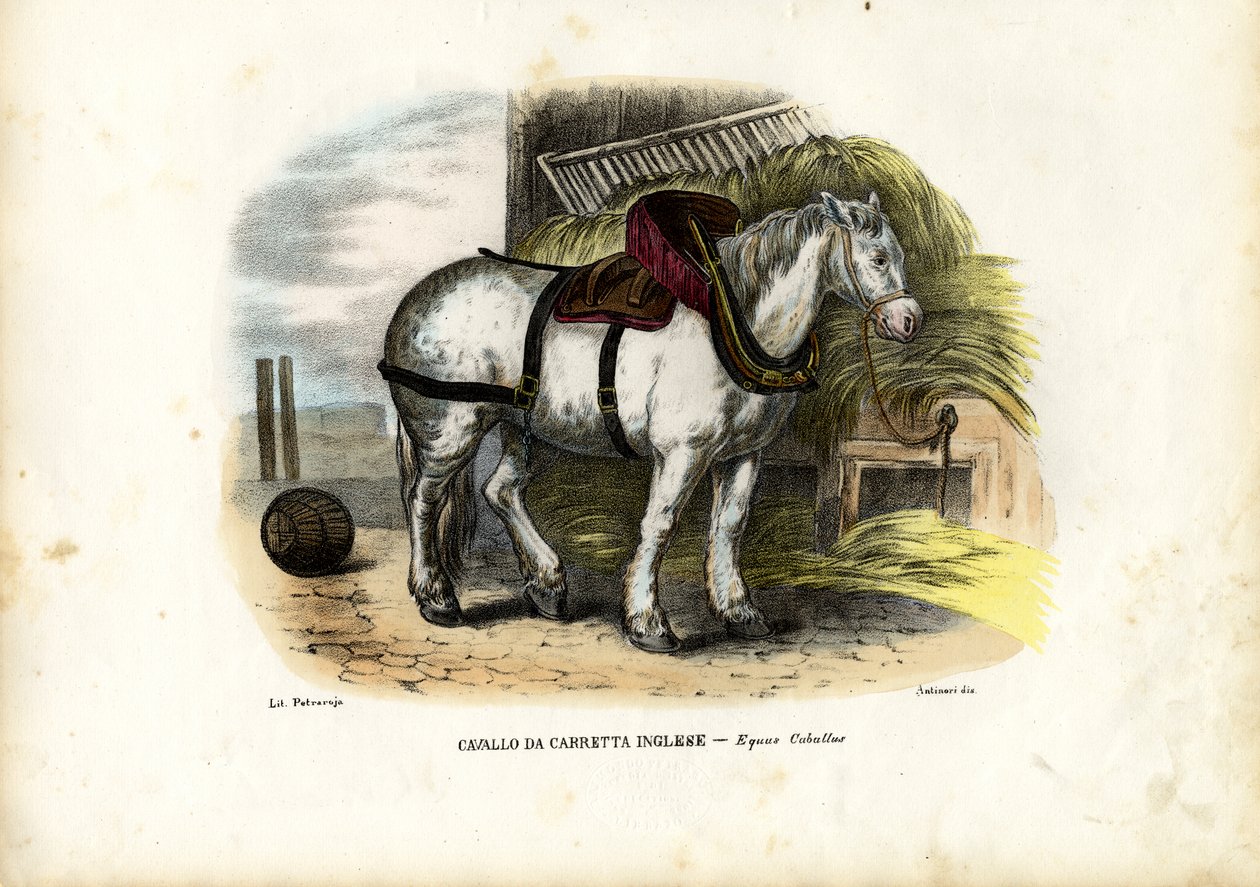 Anglický farmářský kůň, 1863-79 od Raimundo Petraroja